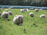 Albums/20060200-New Zealand 2006/20060209-Haast-Wanaka/36